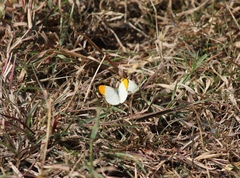 Colotis aurora