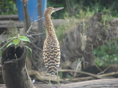 Tigrisoma