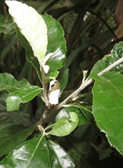 Attelabidae