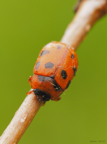 Taškuotasis Dygblauzdis nuotrauka