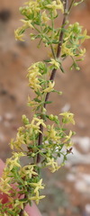 Galium capense