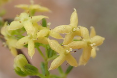 Galium capense