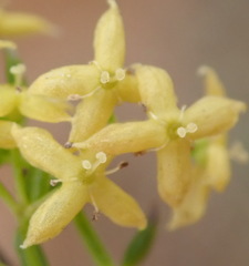 Galium capense
