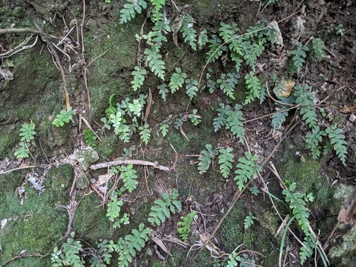 Hymenasplenium subnormale iNat (2)