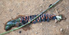 Rothschildia arethusa