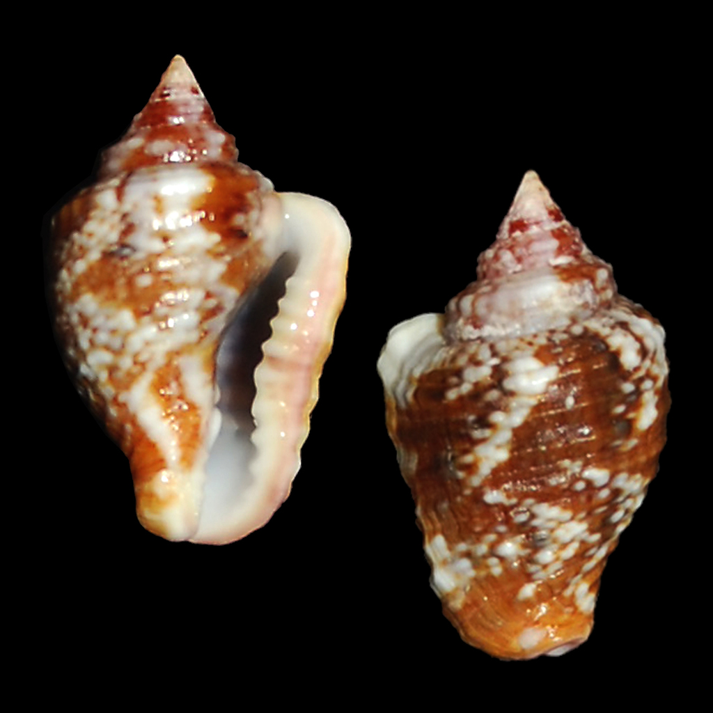 Merchant Dove Shell