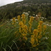 Dahurian Goldenrod - Photo (c) Павел Голяков, some rights reserved (CC BY-NC), uploaded by Павел Голяков
