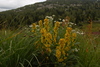 Dahurian Goldenrod - Photo (c) Павел Голяков, some rights reserved (CC BY-NC), uploaded by Павел Голяков
