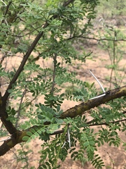 Vachellia exuvialis