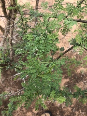 Vachellia exuvialis