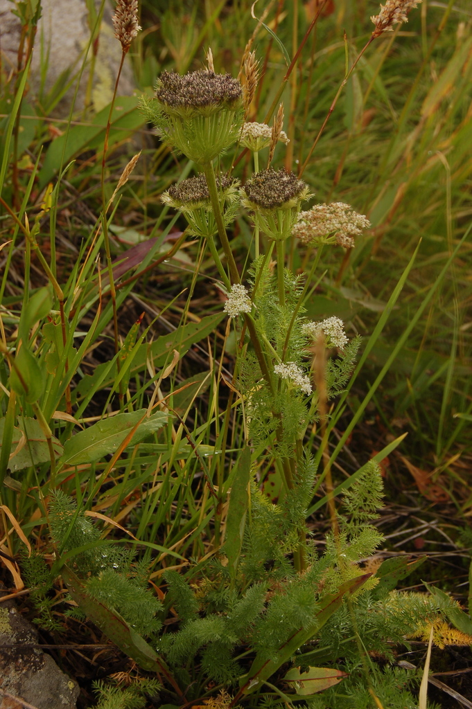 Schulzia