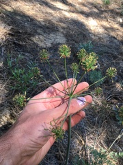 Lomatium multifidum
