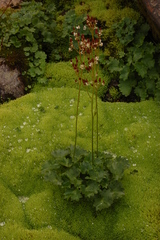 Micranthes nelsoniana aestivalis
