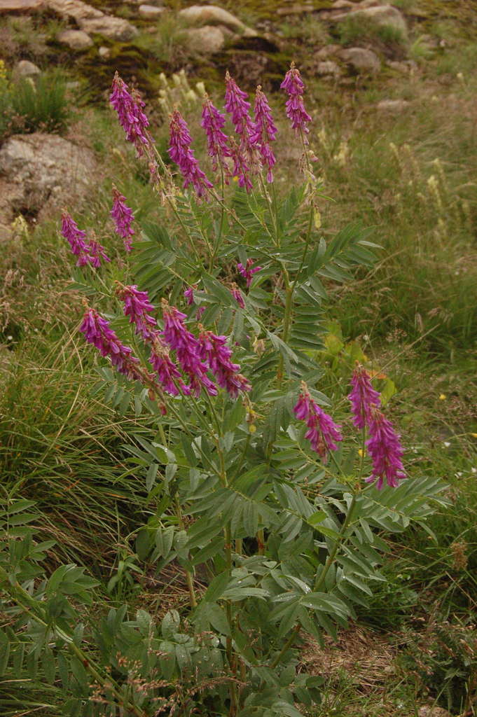 Hedysarum theinum