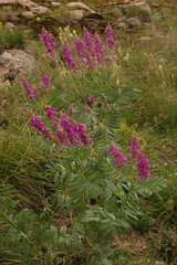 Hedysarum theinum