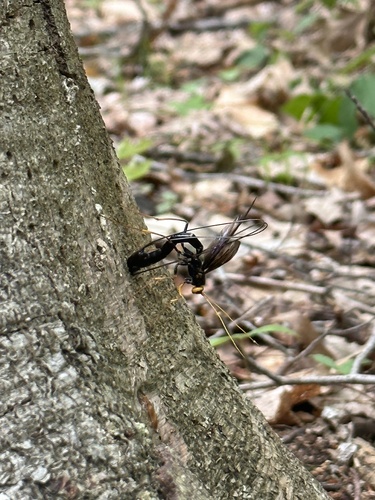 Black Giant Ichneumonid Wasp