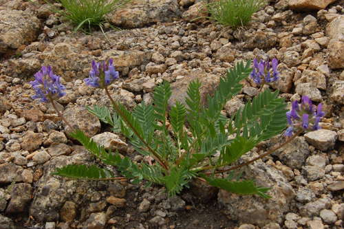 Altai bladder oxytrope (Oxytropis altaica)