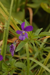 Viola disjuncta