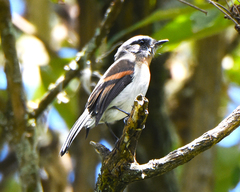 Ochthoeca rufipectoralis