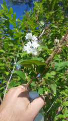 Deutzia