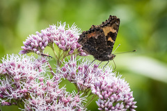 Aglais urticae connexa