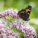 Aglais urticae connexa - Photo (c) Tristan Scholze, some rights reserved (CC BY-NC), uploaded by Tristan Scholze