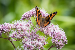 Aglais urticae connexa