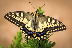 Papilio machaon hippocrates