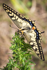 Papilio machaon hippocrates