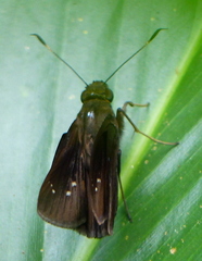 Calpodes ethlius