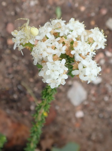 Image of Selago glomerata by (c) Nicola van Berkel, some rights reserved (CC BY-SA)