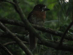 Malacoptila mystacalis