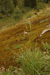 Carex aterrima