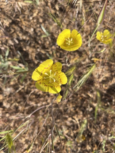 iNaturalist observation photo of Yellow Mariposa Lily