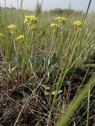 alpine golden buckwheat