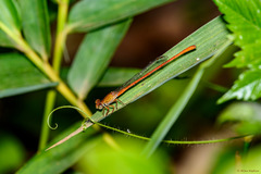 Ceriagrion glabrum