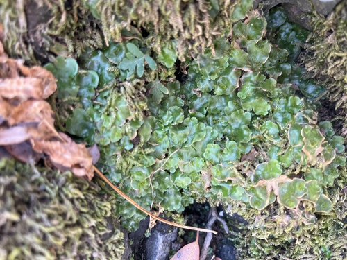 iNaturalist observation photo of Crescent-cup liverwort