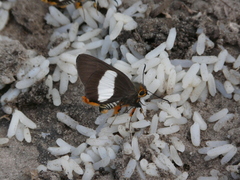 Coeliades forestan forestan