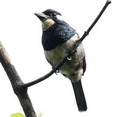 Notharchus pectoralis image