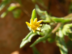 Osteospermum calendulaceum