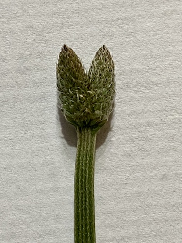 Plantago lanceolata