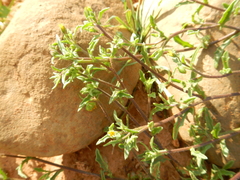 Osteospermum calendulaceum