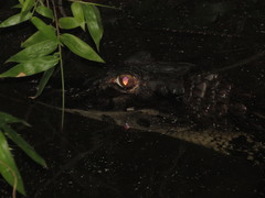 Melanosuchus niger