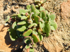 Osteospermum calendulaceum