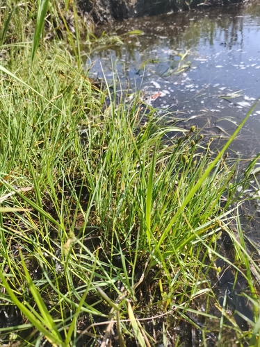 Image of Carex mackenziei by no rights reserved