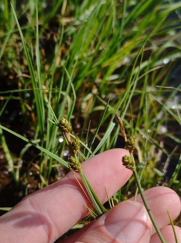 Image of Carex mackenziei by no rights reserved