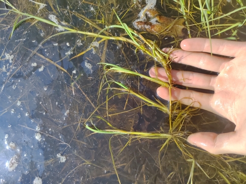 Image of Carex mackenziei by no rights reserved