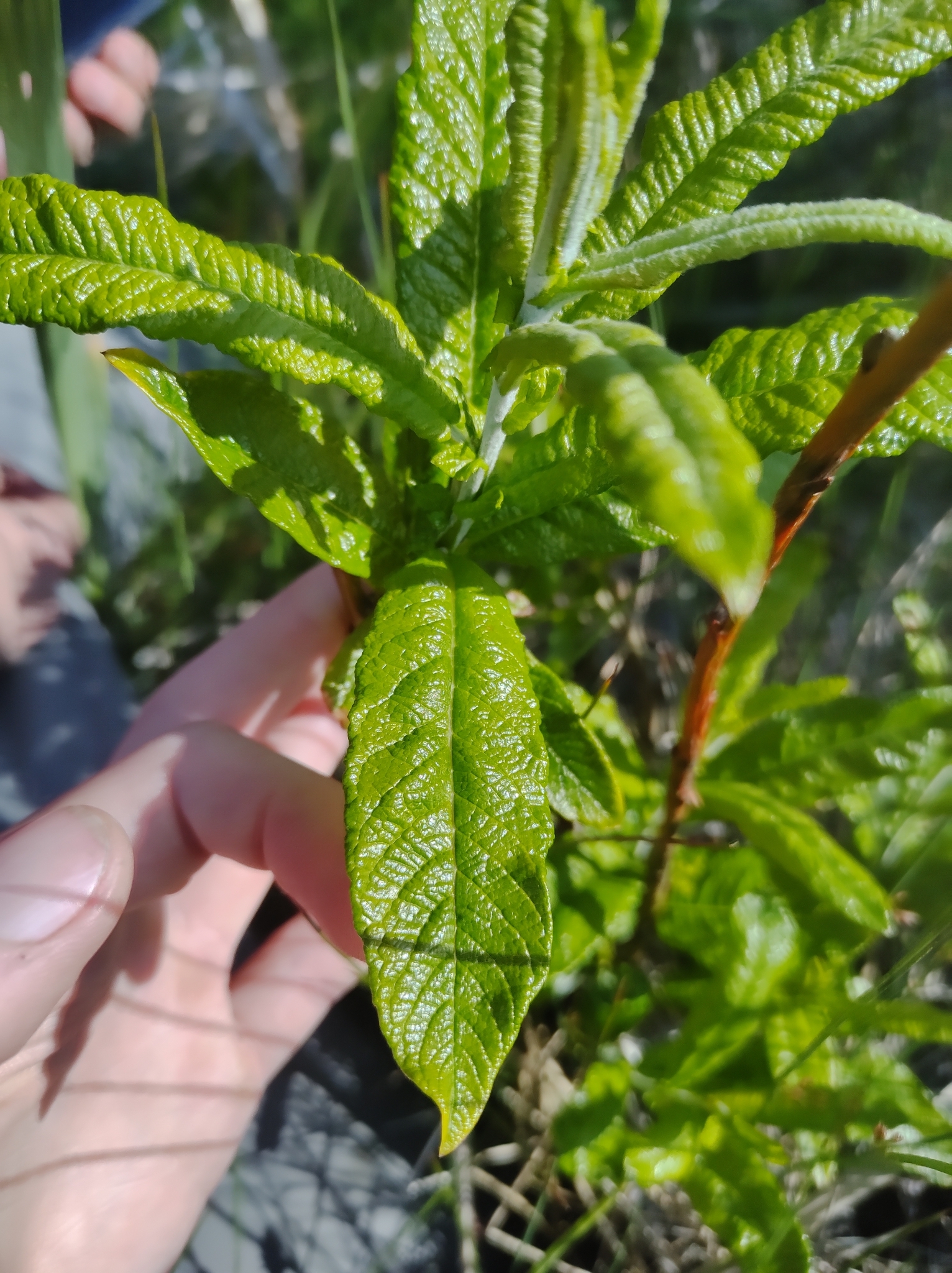 Salix X cryptodonta