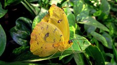 Phoebis philea philea