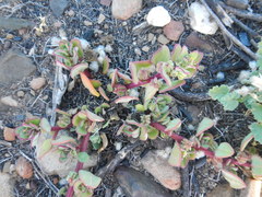 Tetragonia microptera